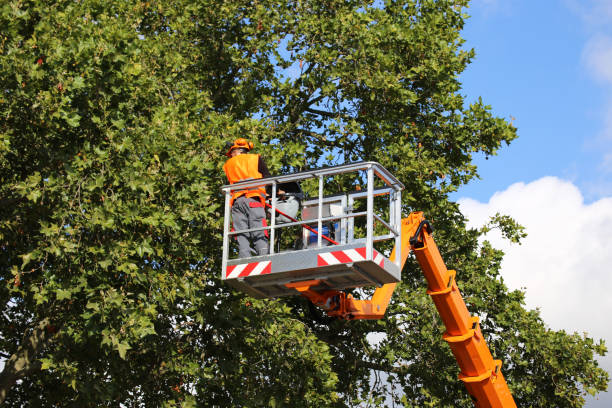 Best Tree Preservation Services  in Bullard, TX