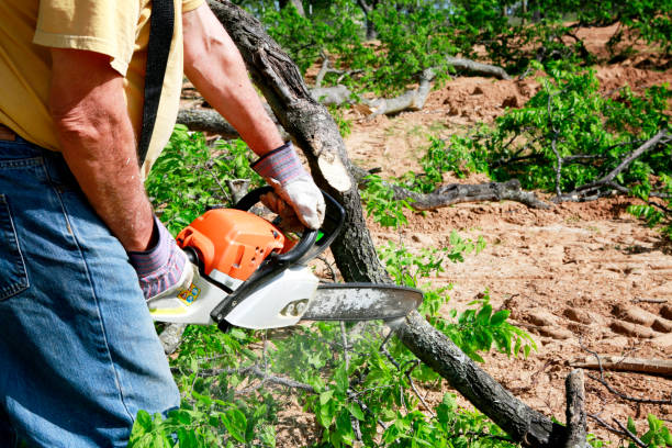 Reliable Bullard, TX Tree Services Solutions